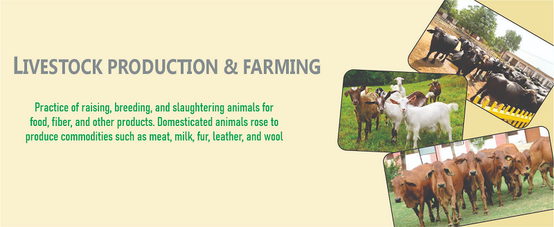 Chief Minister Punjab Livestock Card Scheme 2025 – Apply Now!